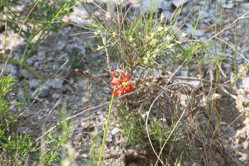 Minor turk's-cap lily