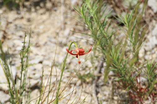 Red Lily (Lilium pomponium)