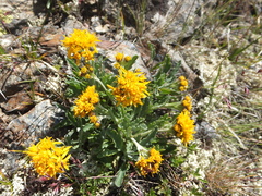 Jacobaea carniolica