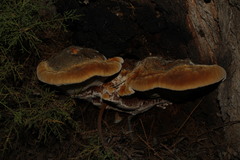 Inocutis tamaricis