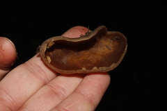 Peziza fimeti