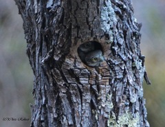 Glaucidium gnoma gnoma