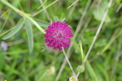 Trifolium alpestre