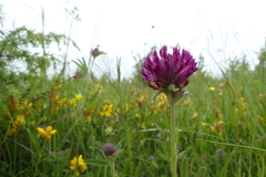 Trifolium alpestre