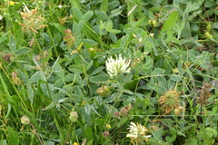 Trifolium ochroleucon