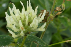 Trifolium ochroleucon