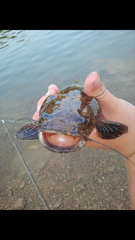 Pylodictis olivaris