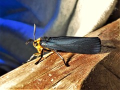 Gnamptonychia ventralis