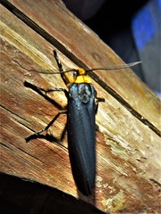 Gnamptonychia ventralis