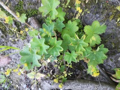 Alchemilla plicata