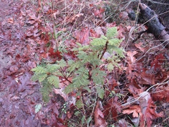 Chamaebatia foliolosa