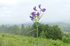 Lathyrus bauhinii