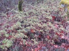 Chamaebatia foliolosa