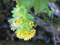 Alchemilla plicata