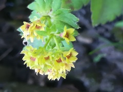 Alchemilla plicata
