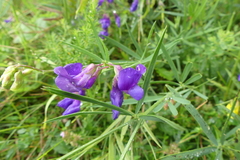 Lathyrus bauhinii