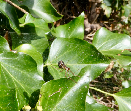 Gemeine Baldachinspinne
