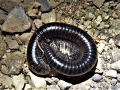 Orthoporus