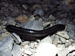 Orthoporus