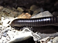 Orthoporus