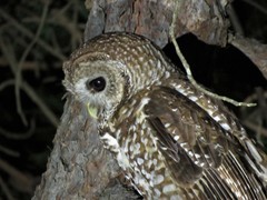 Strix occidentalis lucida