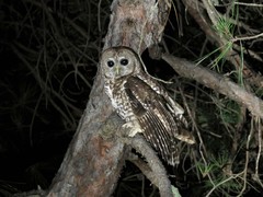 Strix occidentalis lucida