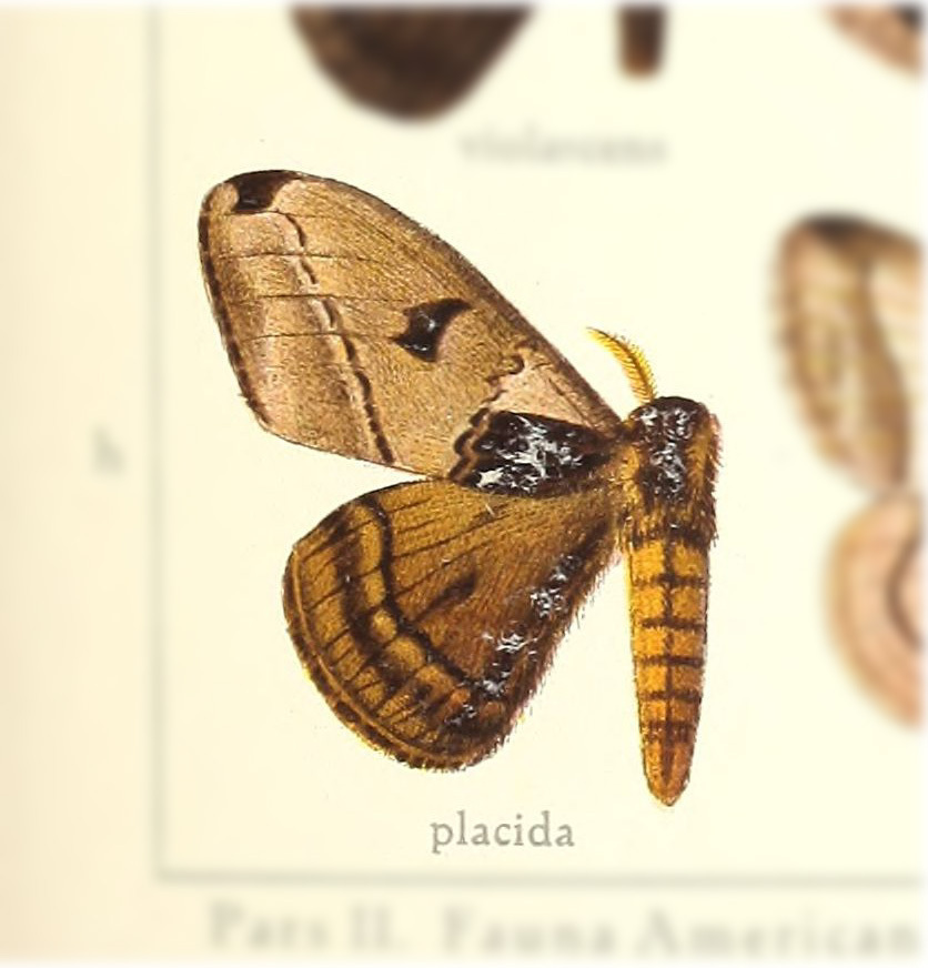 Molippa placida