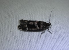 Pseudochelaria manzanitae