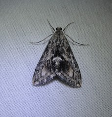 Evergestis simulatilis