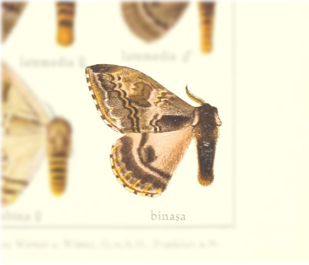 Molippa binasa