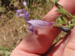 Penstemon laetus