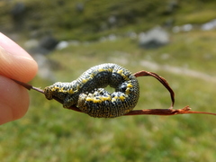 Lycia alpina