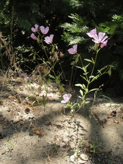 Clarkia dudleyana