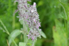 Stachys byzantina
