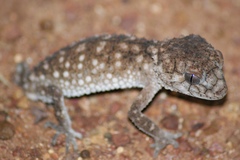 Nephrurus asper