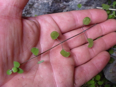 Teucrium parvifolium