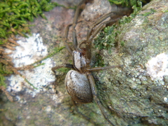 Cambridgea inaequalis