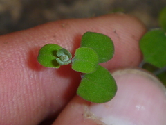 Teucrium parvifolium