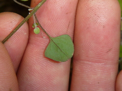 Teucrium parvifolium