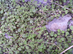 Teucrium parvifolium