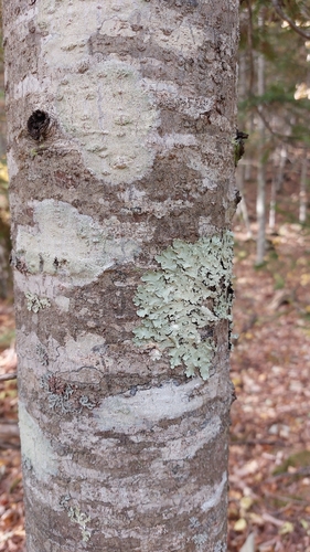 Abies nephrolepis, photograph 6