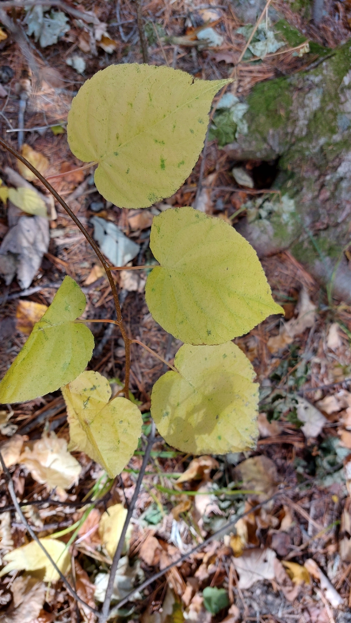 Arctic Beauty (Actinidia kolomikta)