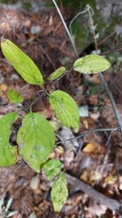 (c) Lena Perova, some rights reserved (CC BY) Lonicera chrysantha, photograph (c) Lena Perova, some rights reserved (CC BY)