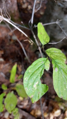 Lonicera chrysantha, photograph 5