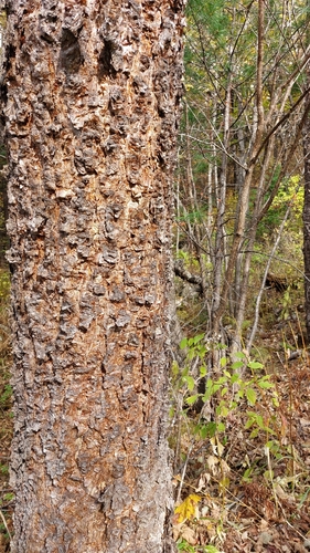 Betula davurica (Betula davurica)