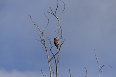 Melanerpes portoricensis