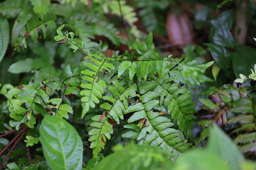 broadleaf maidenhair (Adiantum latifolium)