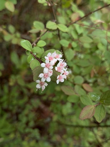 Spiraea lichiangensis