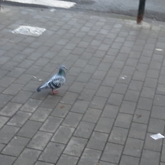 Columba livia domestica