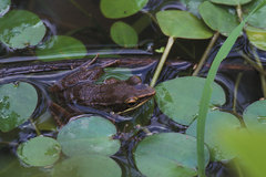 Chalcorana chalconota